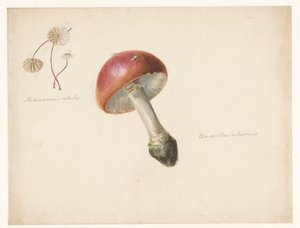 Studieark med sopp, Amanita Rubescens og Marasmius Rotula av Albertus Steenbergen