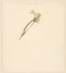 Studieblad met rups, Amphidiasis Betularia av Albertus Steenbergen