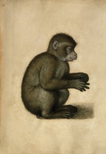 Monkey / akvarell, tilskrevet A.Dürer. av Albrecht Dürer
