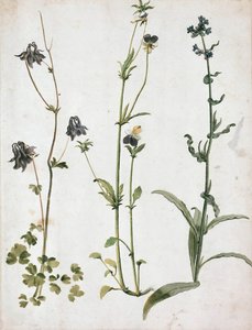 Akeleier, stemorsblomster og oksetunge, første kvartal av 1500-tallet. av Albrecht Dürer