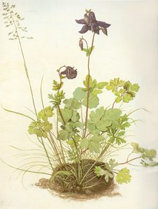  av Albrecht Dürer