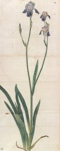 Blåblomstrende iris - Iris Germanica (Iris Trojana?). Rundt 1503 av Albrecht Dürer