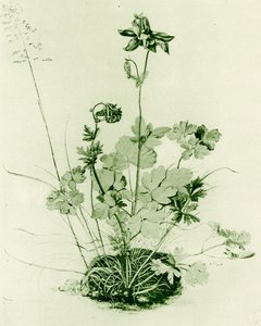 Akeleie av Albrecht Dürer