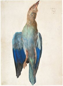 Dead Blue Roller, 1500 eller 1512 av Albrecht Dürer