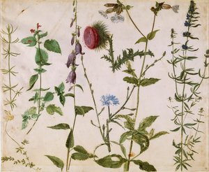 Åtte studier av ville blomster, ca 1515-1520. av Albrecht Dürer