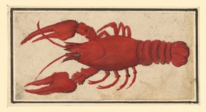  av Albrecht Dürer