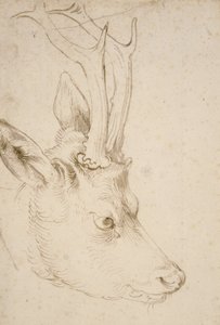 Hodet til en rognbukk av Albrecht Dürer