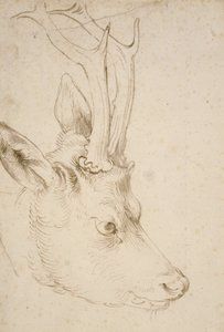 Leder for en rognbukk, 1503 av Albrecht Dürer
