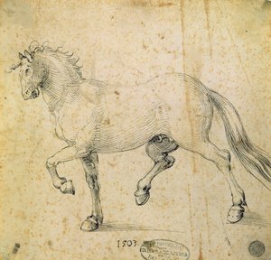 Hest, 1503 (penn og blekk på papir) av Albrecht Dürer