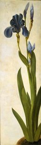 Trojansk iris, ca 1505-1508. av Albrecht Dürer