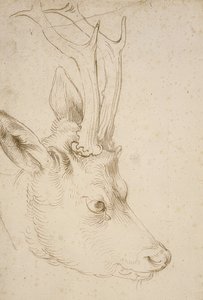 Hodet til en rognbukk. Rundt 1503 av Albrecht Dürer