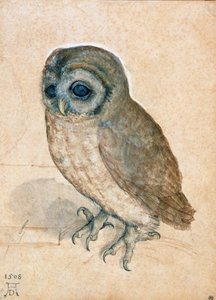 Lille ugle, 1508. av Albrecht Dürer