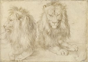 To sittende løver, 1521 av Albrecht Dürer