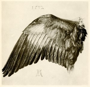 Vinge av en blå rulle av Albrecht Dürer