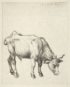 Ung okse av Albrecht Dürer
