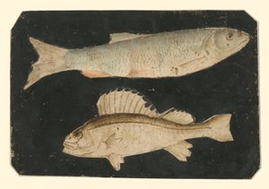 To fisker over hverandre (ørret og Knorrfisk) av Albrecht Dürer