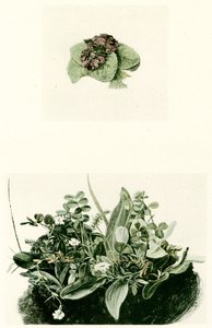 fioler av Albrecht Dürer