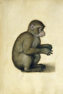 A Monkey (akvarell og gouache på papir) av Albrecht Dürer
