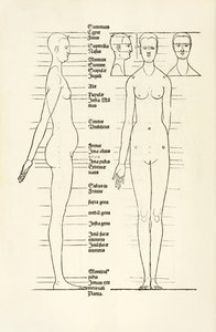 Kvinnelig anatomisk tresnitt fra "Herin er forstått fire bøker av menneskelige proporsjoner" av Albrecht Dürer