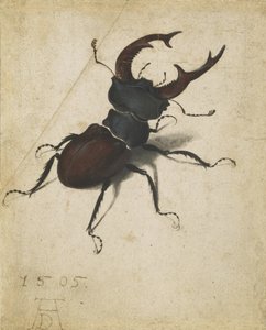 Hjortebille av Albrecht Dürer