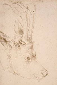Tete de chevreuil hann - Dessin de Albrecht Durer (1471-1528), vers 1503 - Head of a Roebuck - Penn og pensel, grått og brunt blekk på papir av Albrecht Durer (1471-1528), ca1503 - 22,8x15,3 cm - Nelson-Atkins Museum of Art, Kansas City, Missouri av Albrecht Dürer