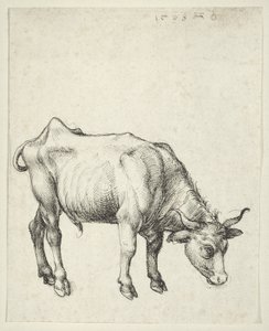 Ung okse, ca. 1493 av Albrecht Dürer
