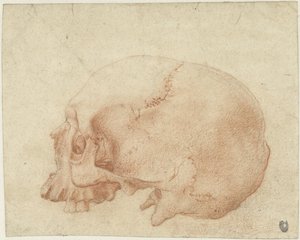 Studie av en hodeskalle av Alessandro Allori