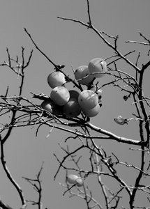 Konseptuell hage, 2019, (fotografi) av Alex Caminker
