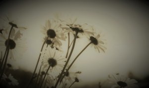 Episode, 2019, (fotografi) av Alex Caminker