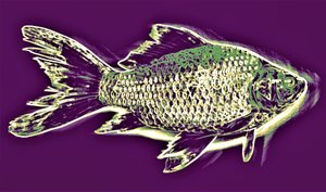 Fisk, 2019, (fotografi) av Alex Caminker