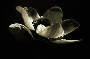 Uten tittel, 2019, (fotografi) av Alex Caminker