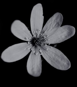 Uten tittel, 2019, (fotografi) av Alex Caminker