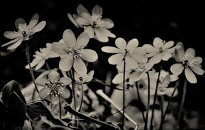 kor, 2019, (fotografi) av Alex Caminker