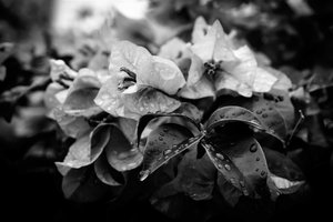 cluster,2019,(fotografi) av Alex Caminker