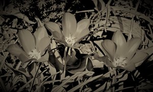 familie, 2019, (fotografi) av Alex Caminker