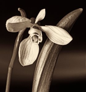 naturens komposisjon, 2019, (fotografi) av Alex Caminker
