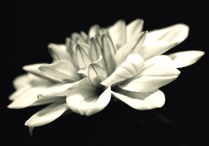 organisk arkitektur; (fotografi) av Alex Caminker