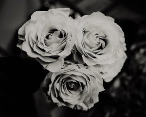 tre roser, 2019, (fotografi) av Alex Caminker