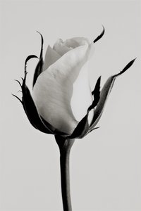 hvit rose, 2019, (fotografi) av Alex Caminker
