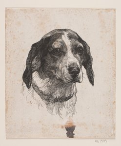 Et hundehode