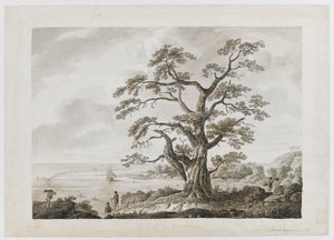 Legge til. 15508, nr.4, Tree on the Tree Hill, Otaheite, fra 