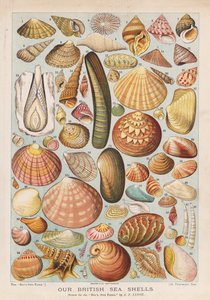 Britiske skjell (chromolitho)