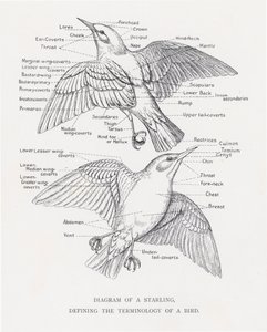 Diagram av en stær, som definerer terminologien til en fugl (litho) av Alexander Francis Lydon