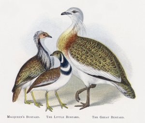 Macqueens Bustard, The Little Bustard, The Great Bustard av Alexander Francis Lydon