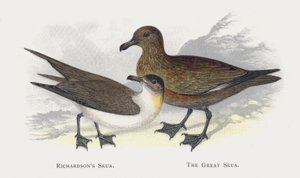 Richardsons Skua, The Great Skua av Alexander Francis Lydon