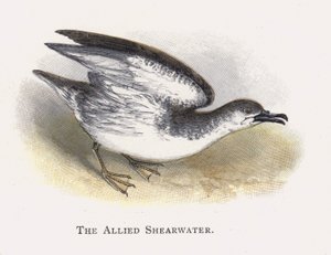 Den allierte Shearwater av Alexander Francis Lydon