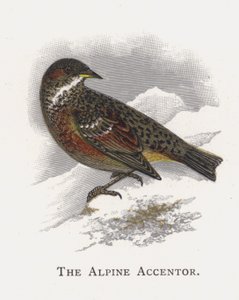 Alpine Accentor av Alexander Francis Lydon