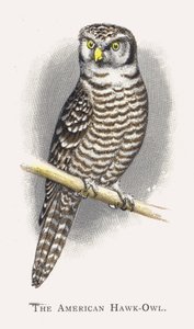 Den amerikanske Hawk-owl av Alexander Francis Lydon