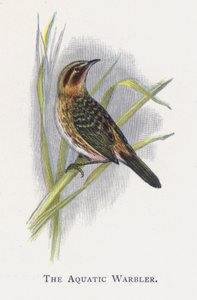 Vannsangeren av Alexander Francis Lydon