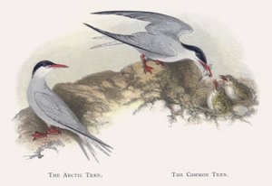 Polartern, vanlig tern av Alexander Francis Lydon